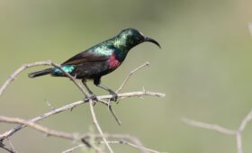 Rundreise durch Südafrika: Vielfalt entdecken 15