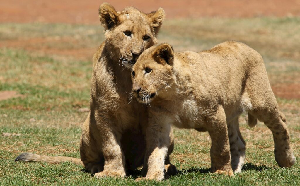 Entdecken Sie Südafrika: Rundreisen und Highlights 2