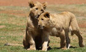 Entdecken Sie Südafrika: Rundreisen und Highlights 7